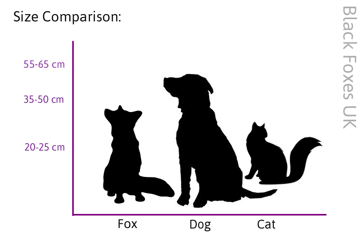 Black Fox Information